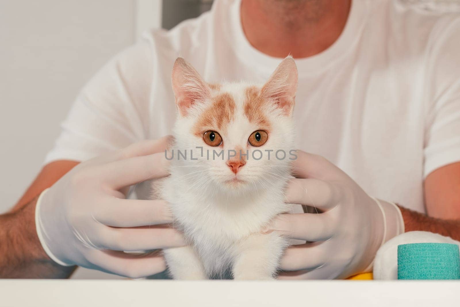 Hands of male veterinarian in gloves hold white and ginger kitten on table for medical examination