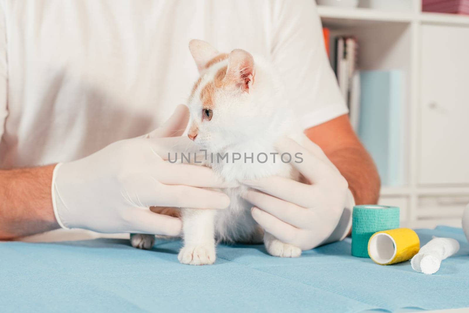 Hands of male veterinarian in gloves hold white and ginger kitten on table for medical examination