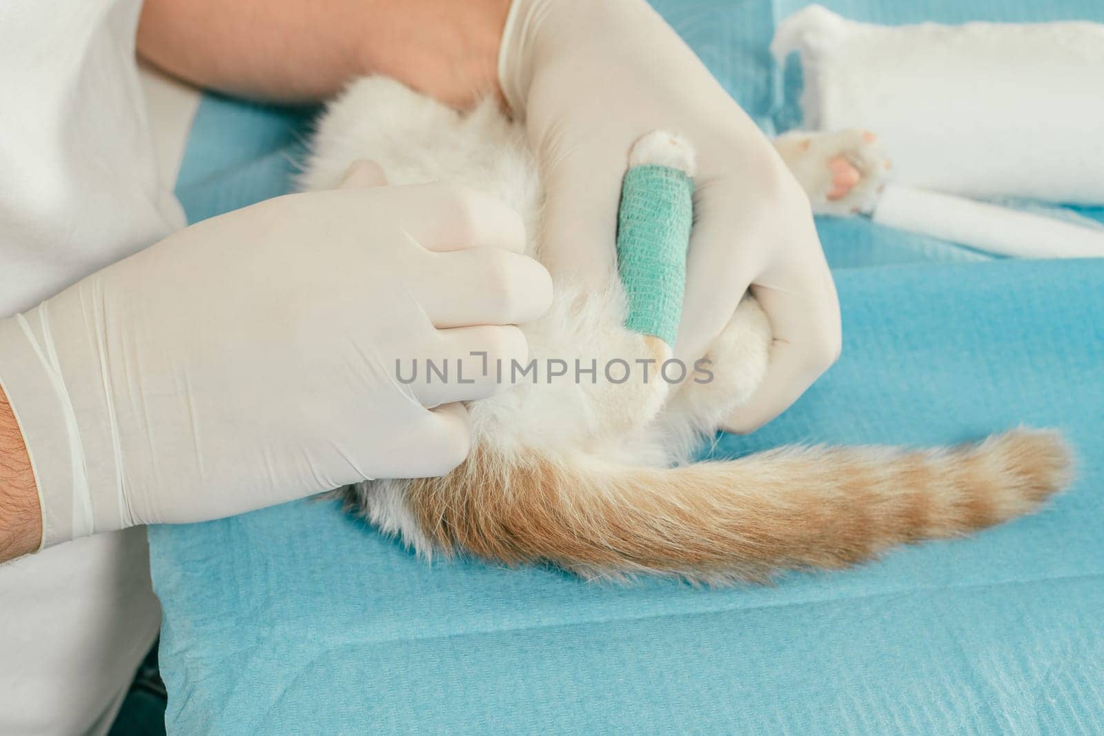 Hands of male veterinarian in gloves hold white and ginger kitten on table for medical examination and bandaging injured paw with green self-fixing bandage