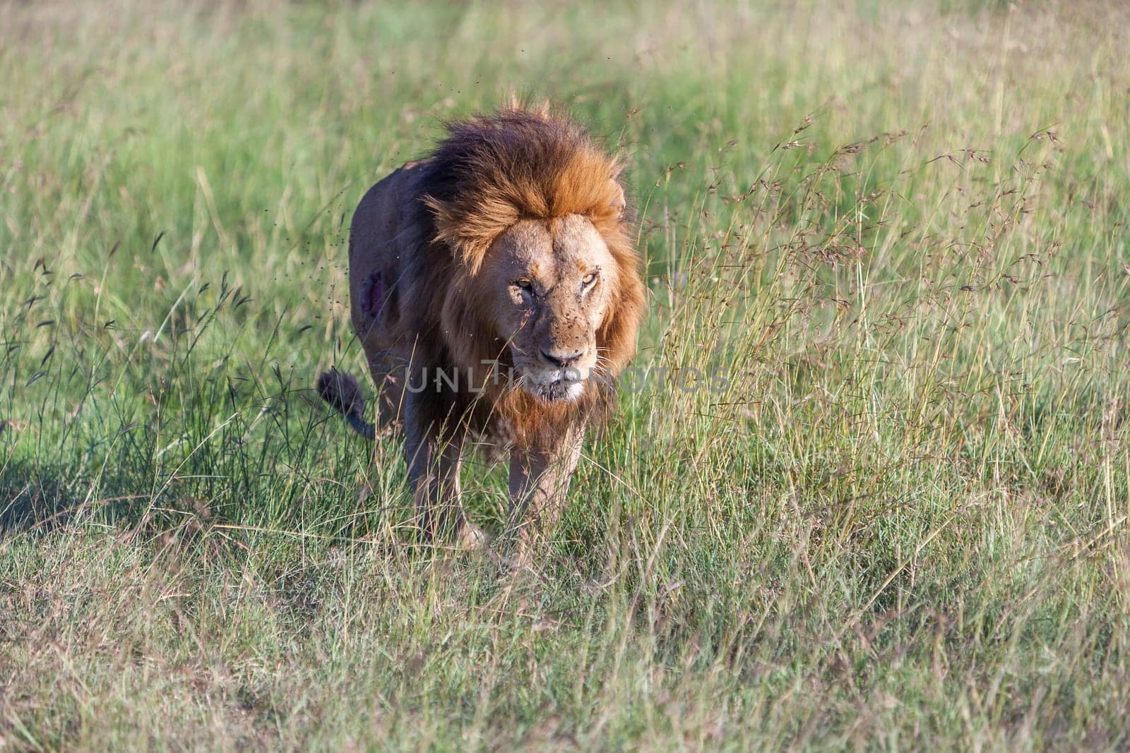 lion close up against green grass background in the savannah