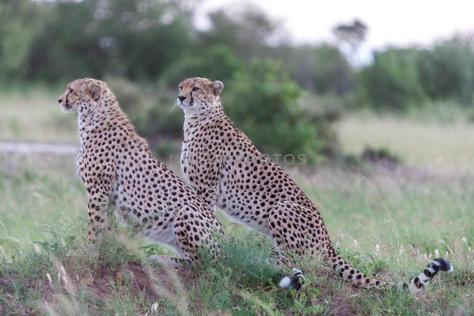 Close-up portrait of a  two cheetahs on a background of savanna