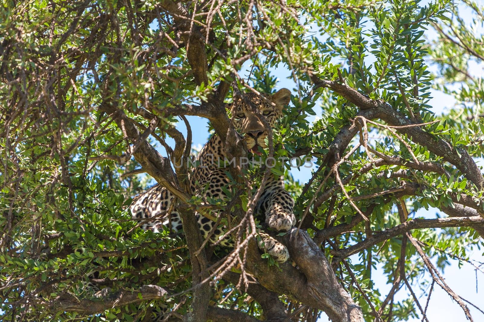 Africa,  Kenya. The Leopard in big tree