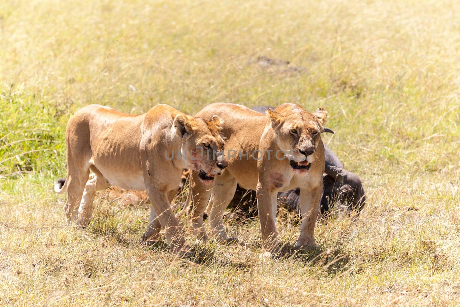 Lions Feeding - lions eats the prey against the backdrop of the savannah, Kenya, Africa
