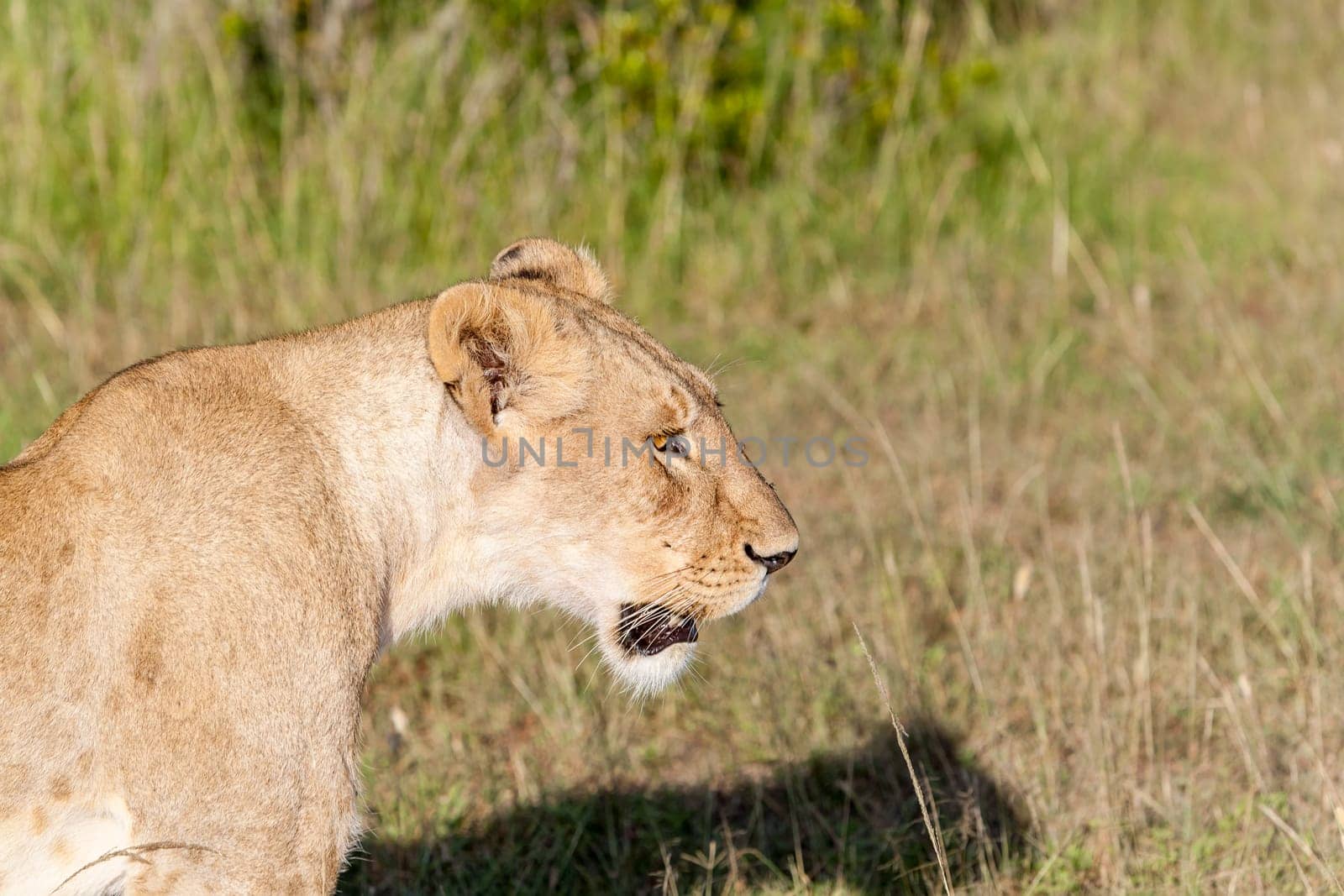 Young lioness on savanna grass background.  Safari in Kenya,  Africa