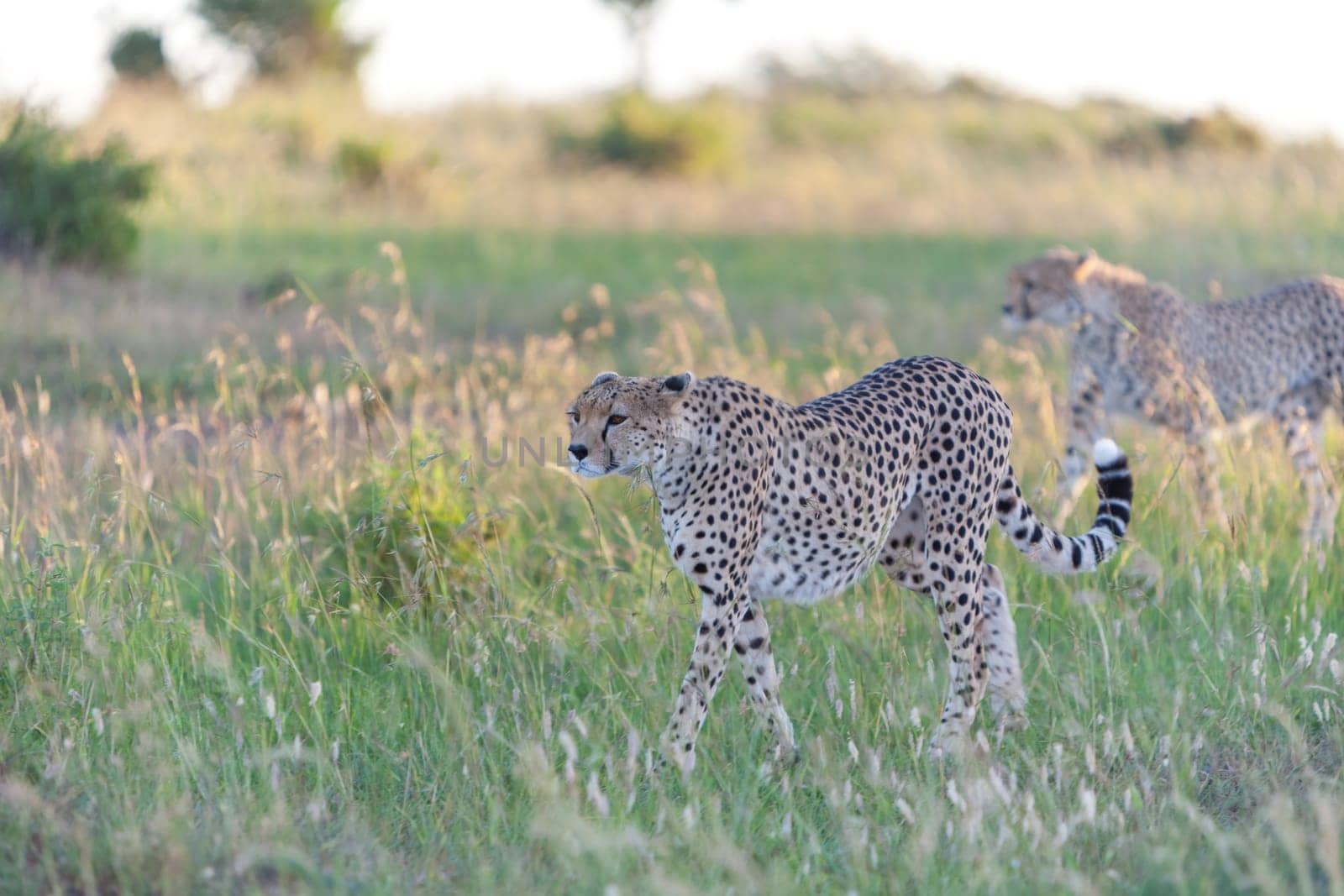 Close-up portrait of a cheetah on a background of savanna