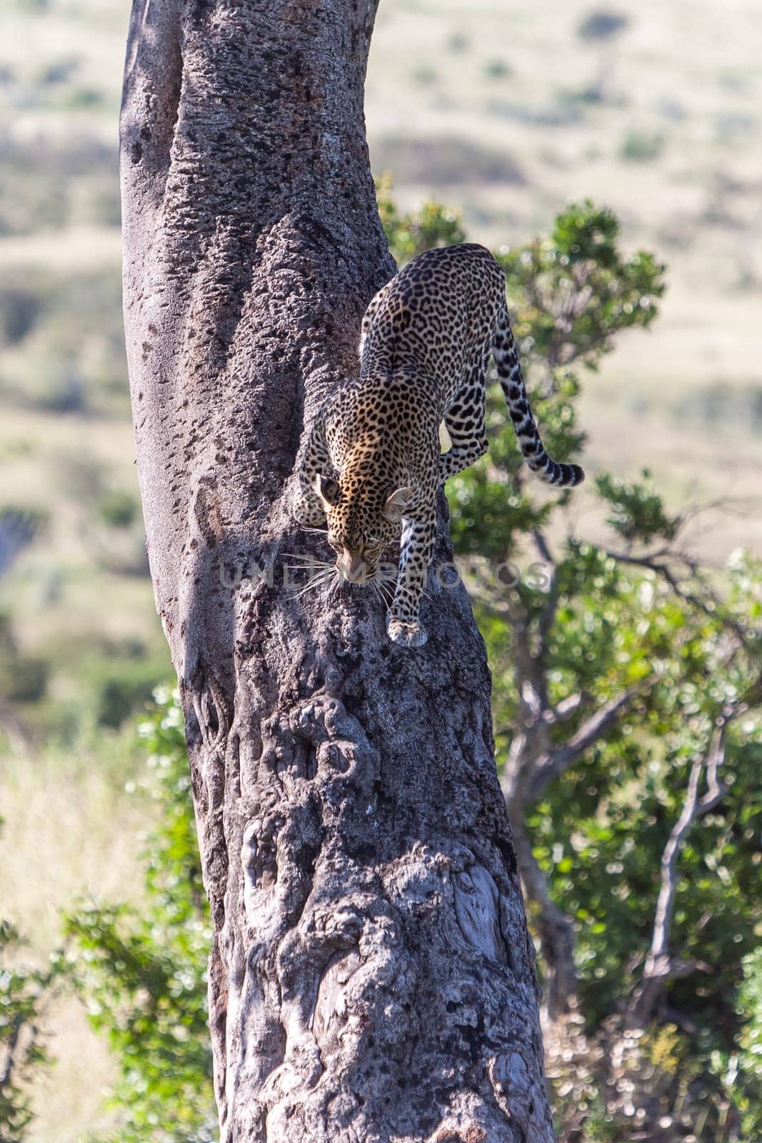 Africa,  the leopard in  the big tree
