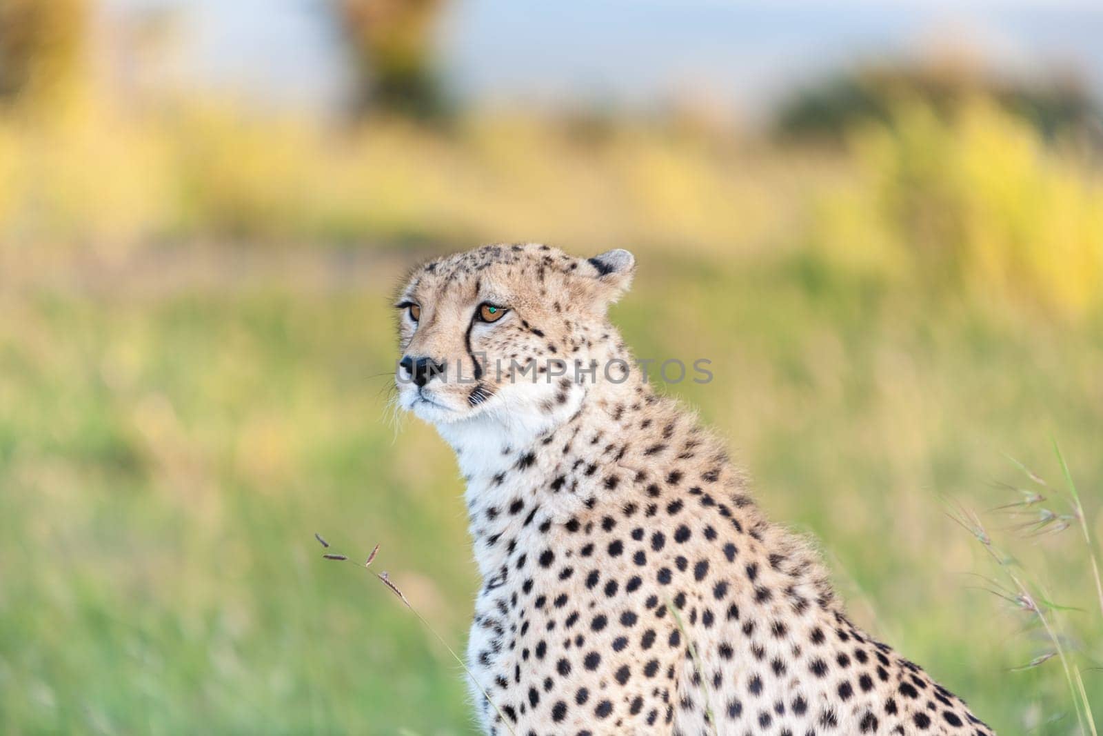 Close-up portrait of a cheetah on a background of savanna