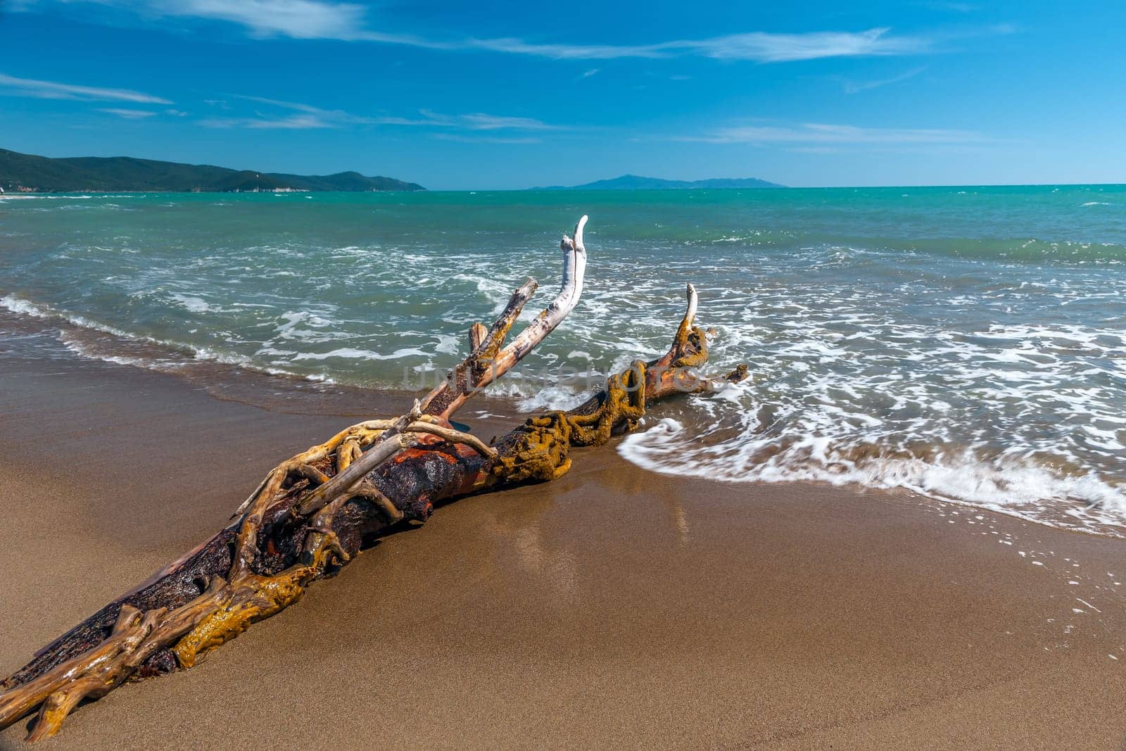 snag in the sand on a background of blue water of the sea