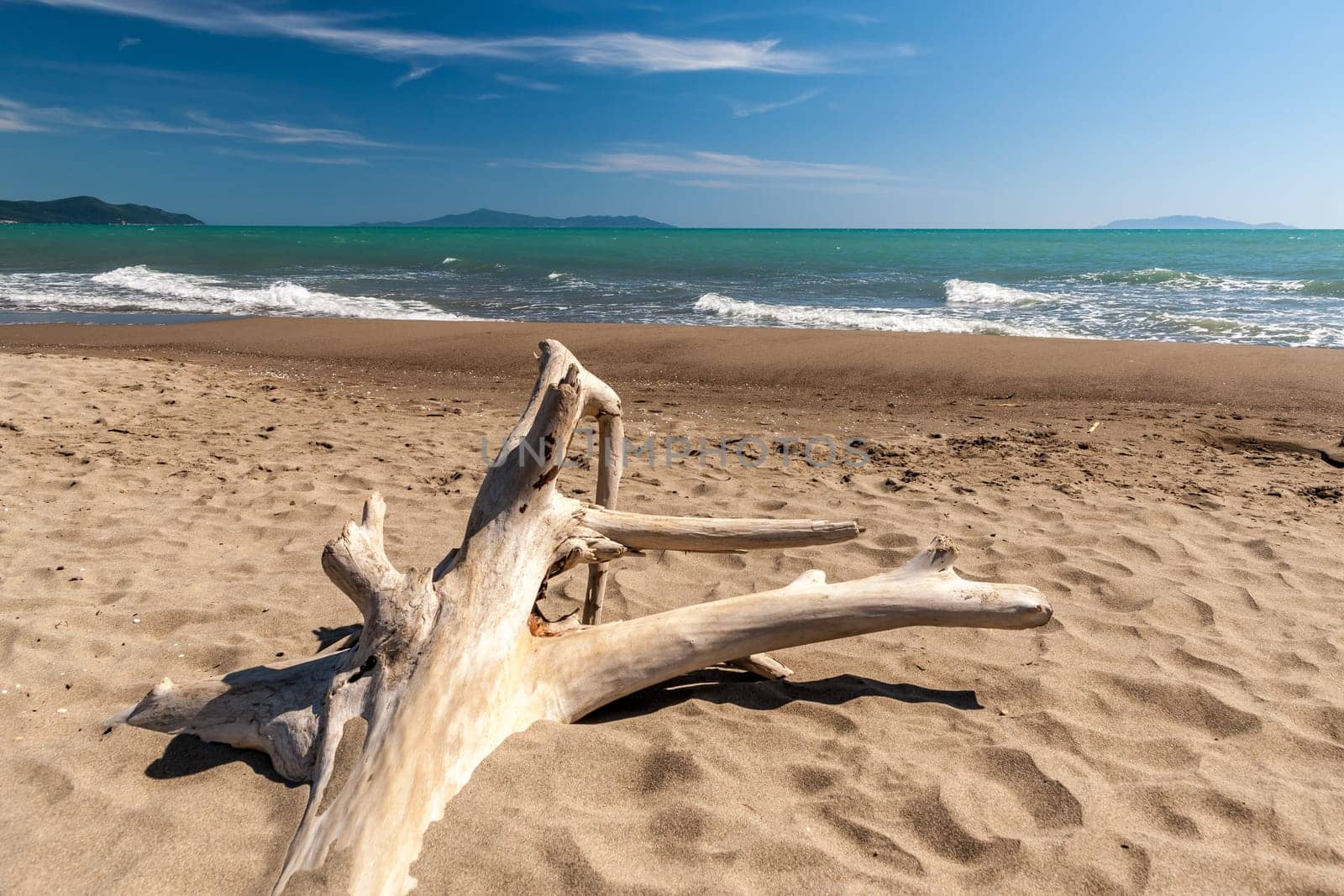 snag in the sand on a background of blue water of the sea