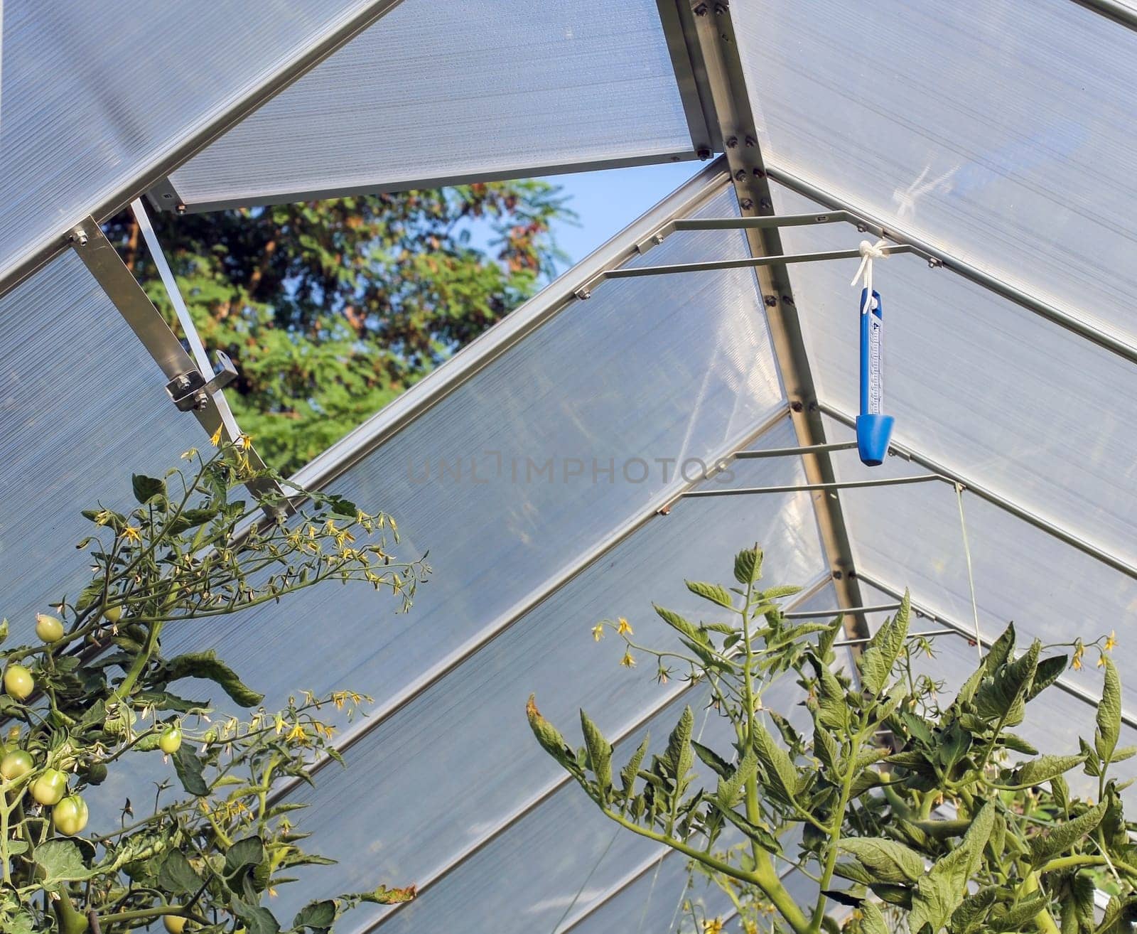 Greenhouse with tomatoes