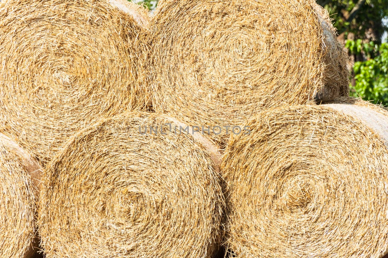 Bales of straw stacked to dry in the sun