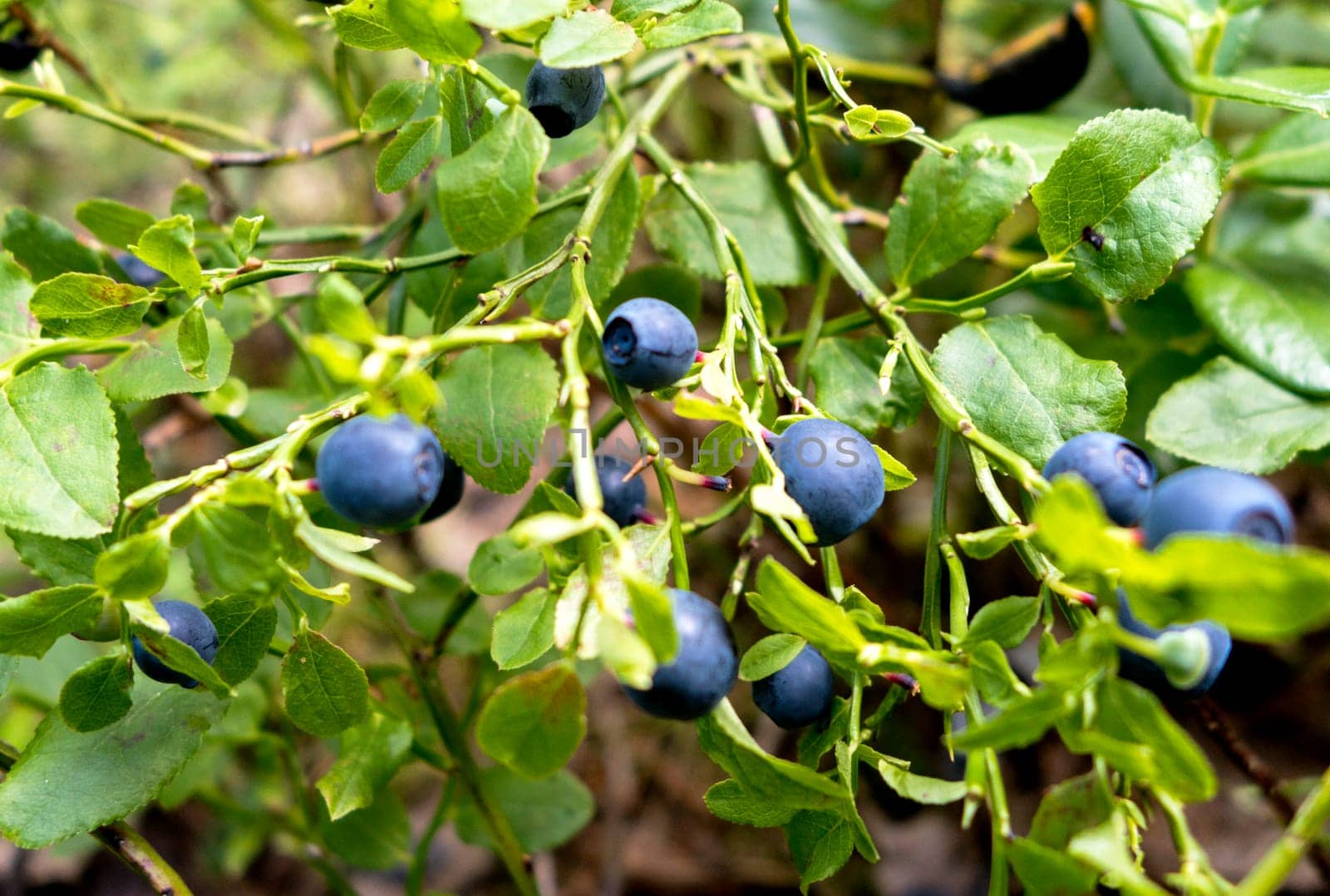 ripe blueberries on a green blueberry bush