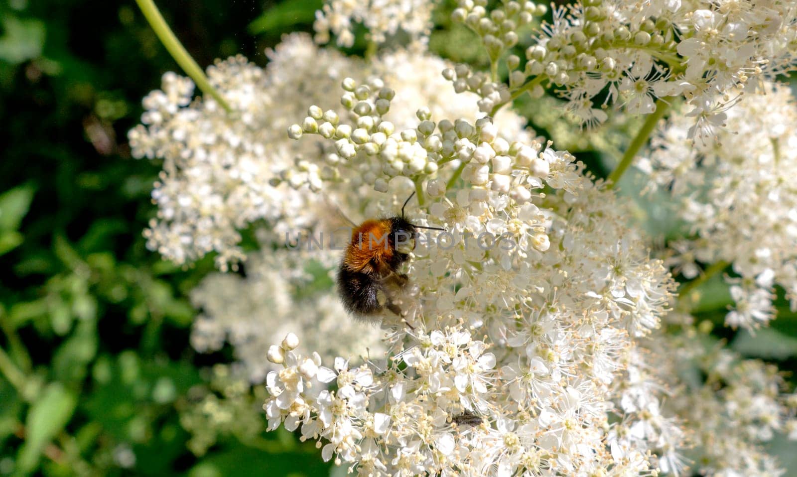 A bumblebee in a white flower