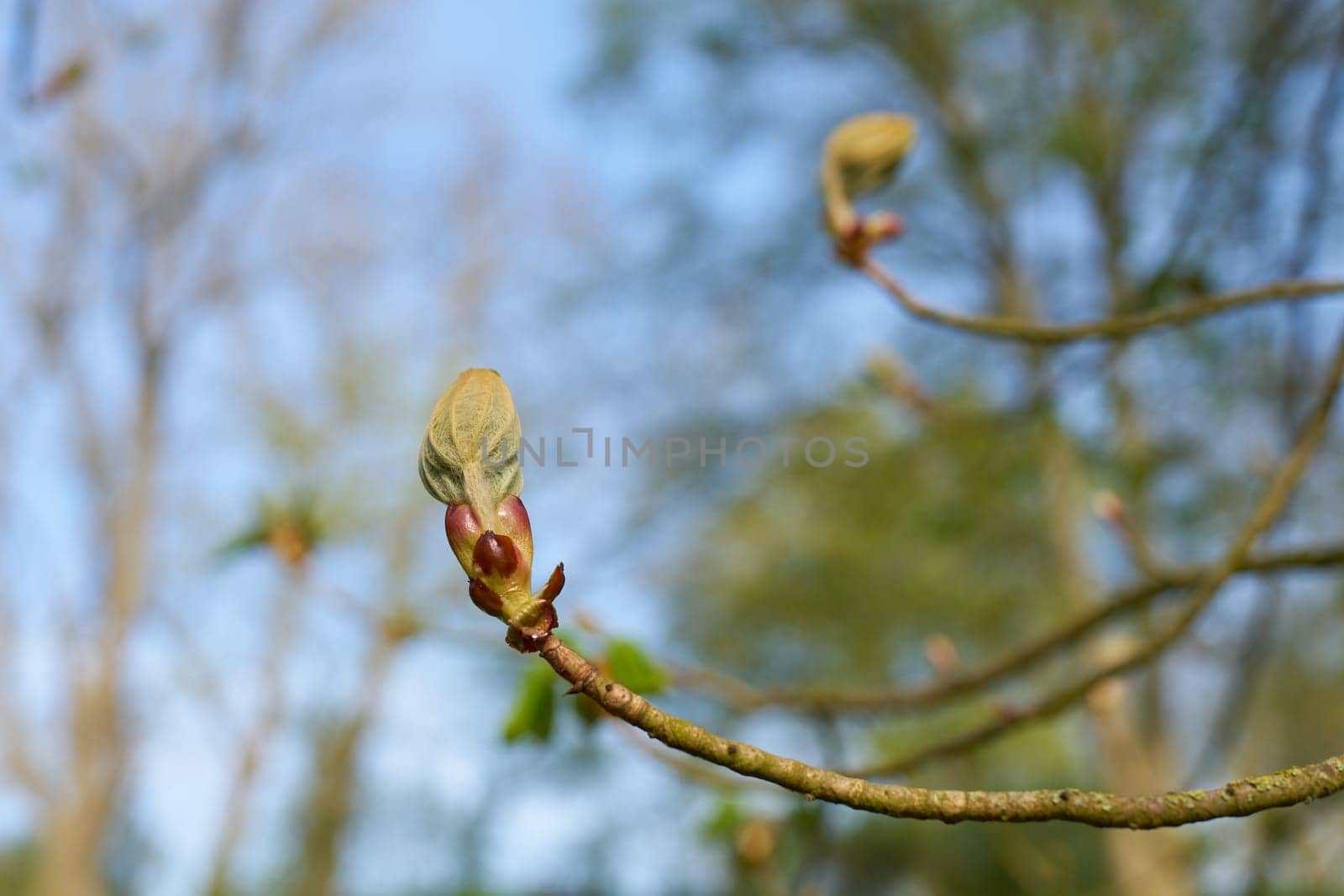 thick bud on a chestnut tree, horse chestnut in the first warm days of spring in a park
