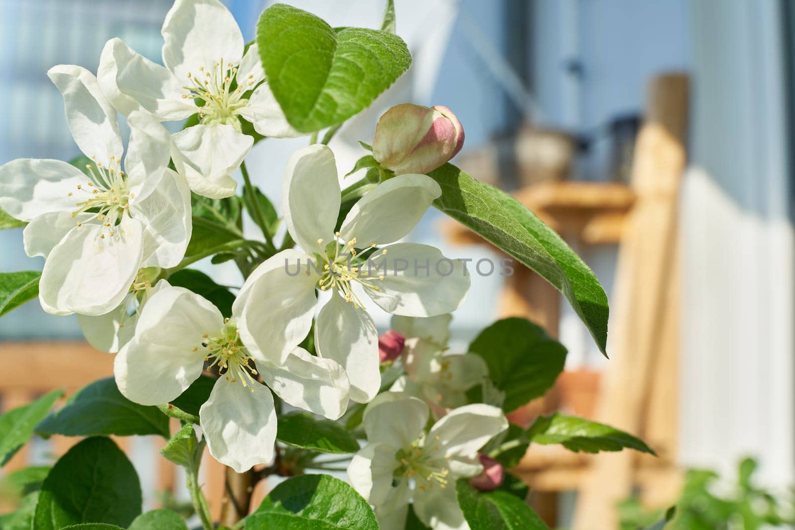 Blossoms of an apple tree bonsai of the variety Malus Evereste on a balcony in spring