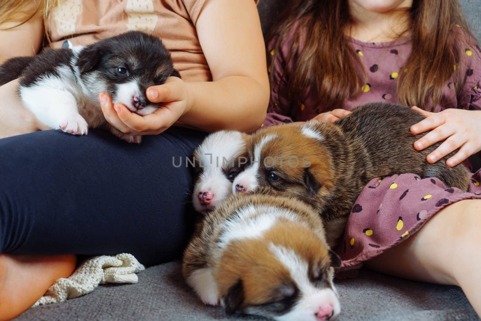 Two unrecognizable girls are sitting on couch, holding on their knees and stroking some funny little puppies. Close-up. Positive emotions. Wonderful moments. Caring for and caring for pets.