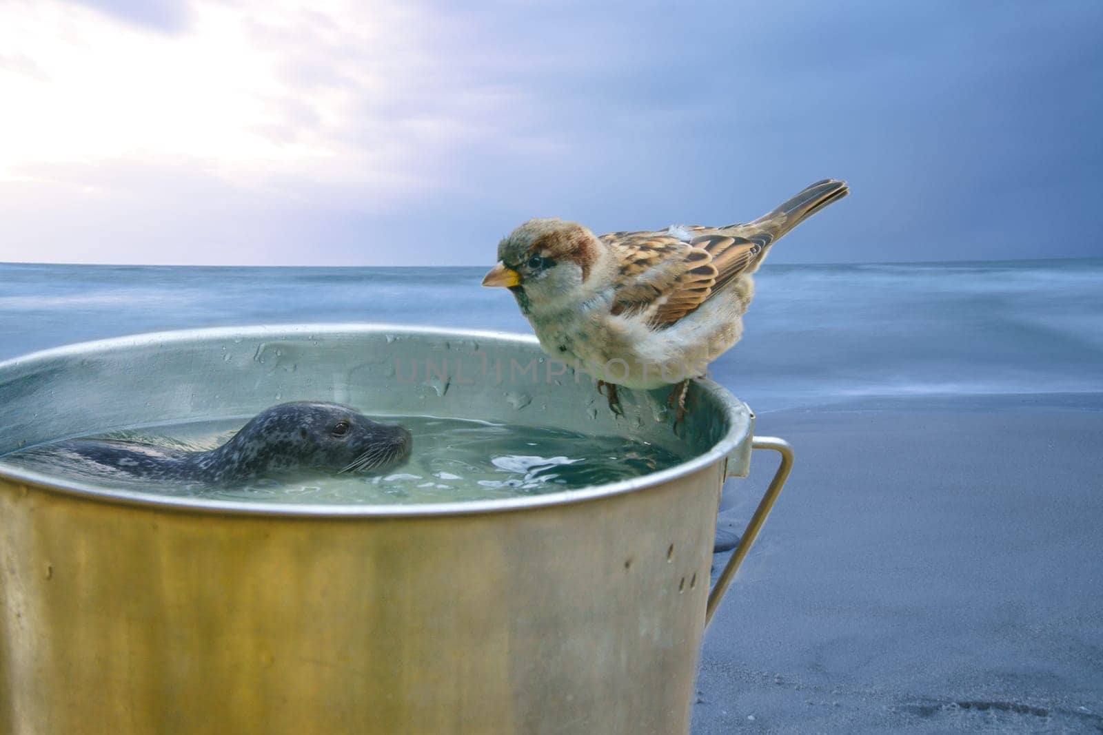 Composing with a bucket on which sits a sparrow and a swimming seal. The sea in the background. Funny composition