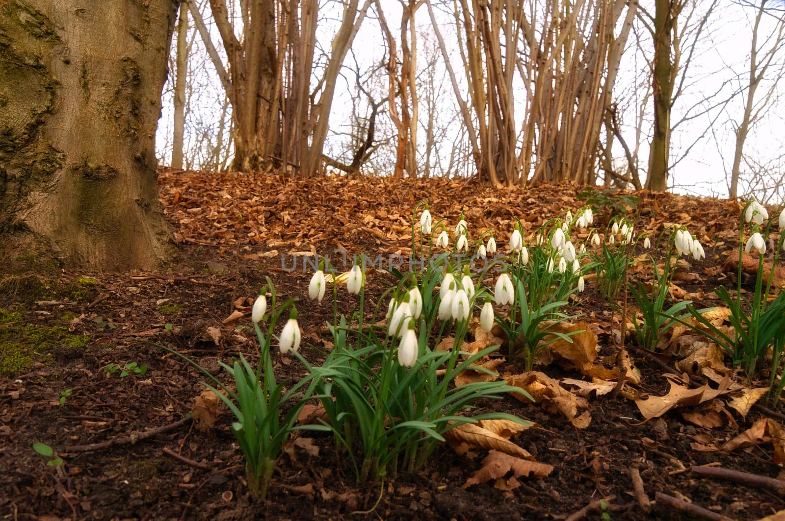 Lily of the valley on the forest floor among foliage and trees. Spring flower, which are poisonous. Green leaves and white flower