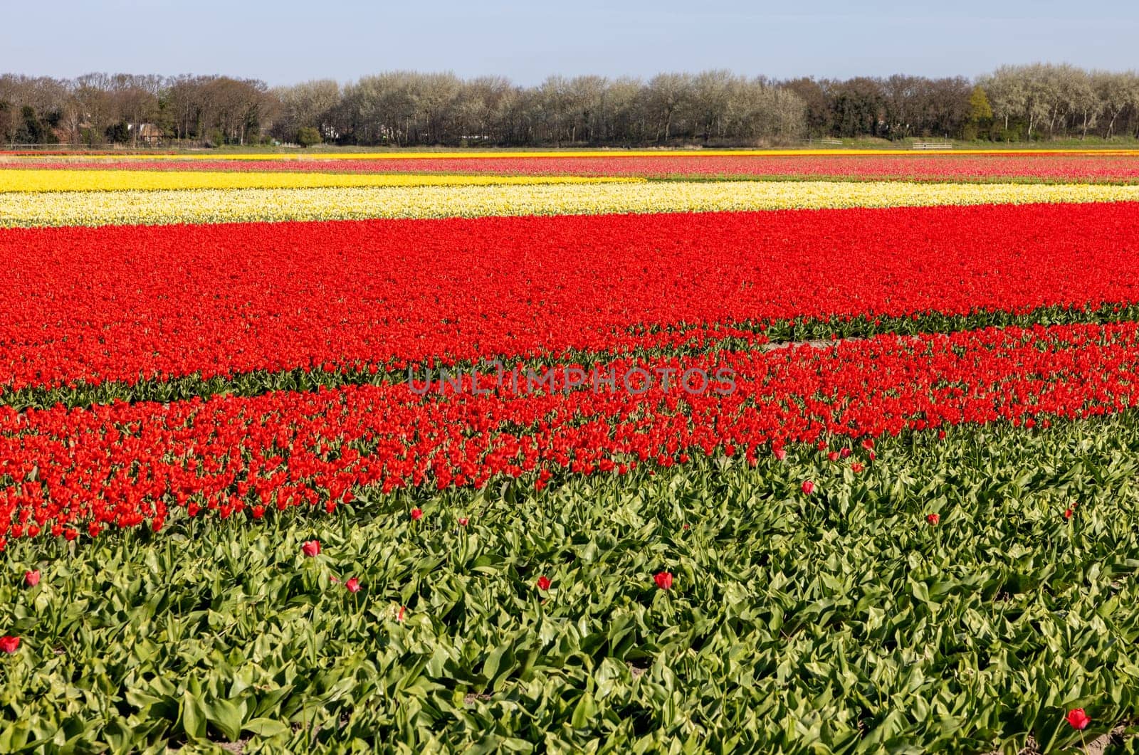 Fields of blooming tulips near Lisse in the Netherlands