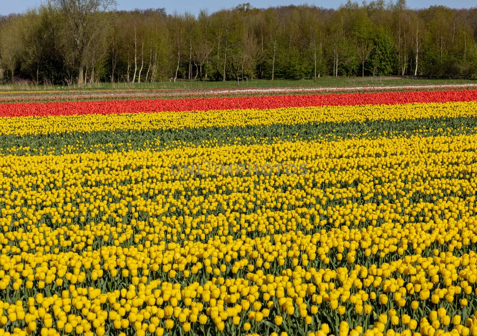 Fields of blooming tulips near Lisse in the Netherlands