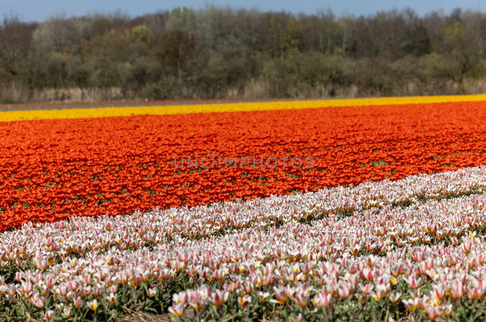 Fields of blooming tulips near Lisse in the Netherlands