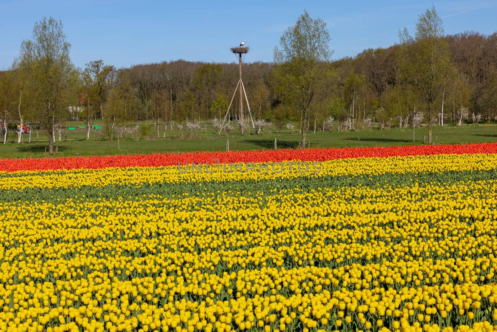 Fields of blooming tulips near Lisse in the Netherlands