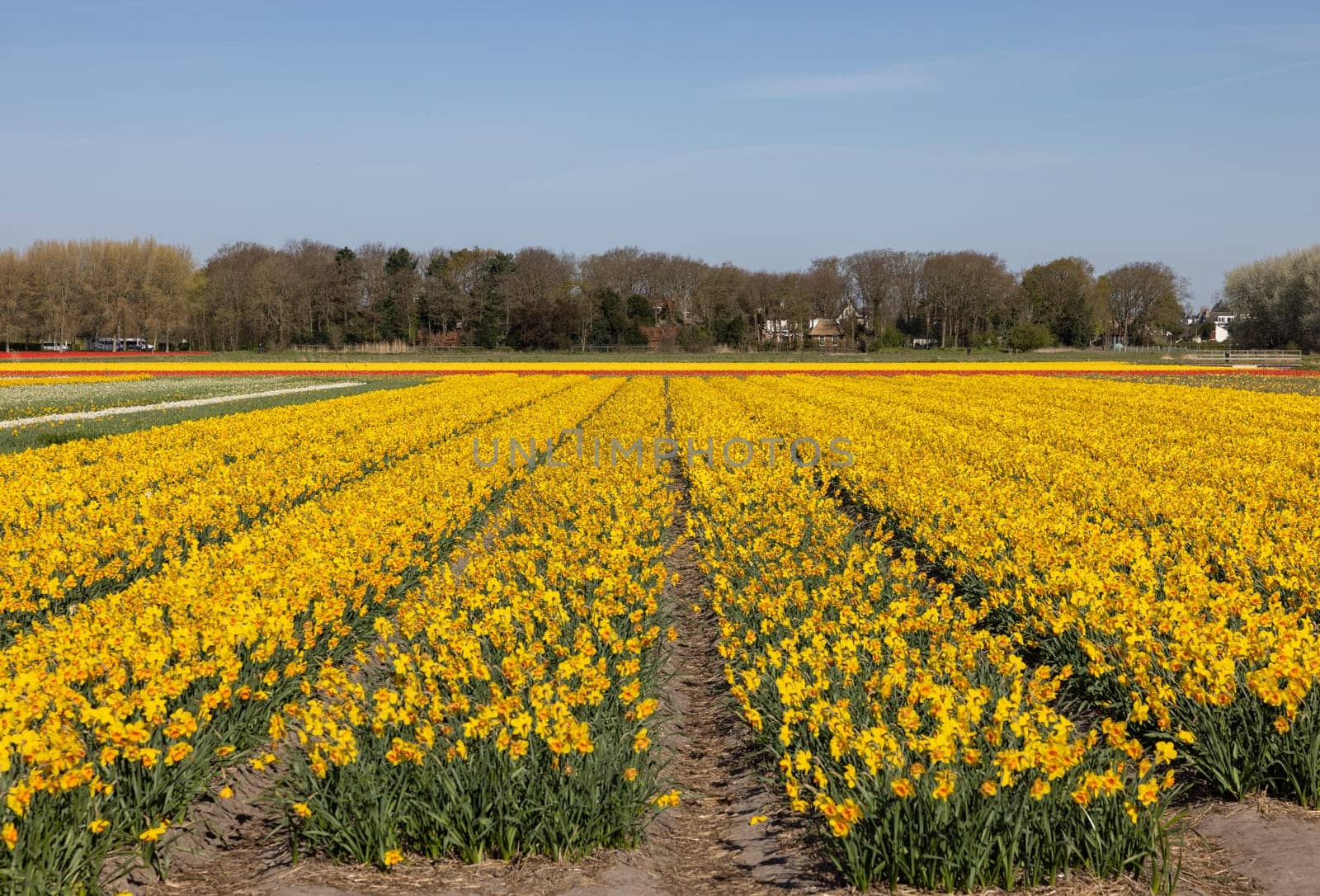 Fields of blooming yellow daffodils near Lisse in the Netherlands