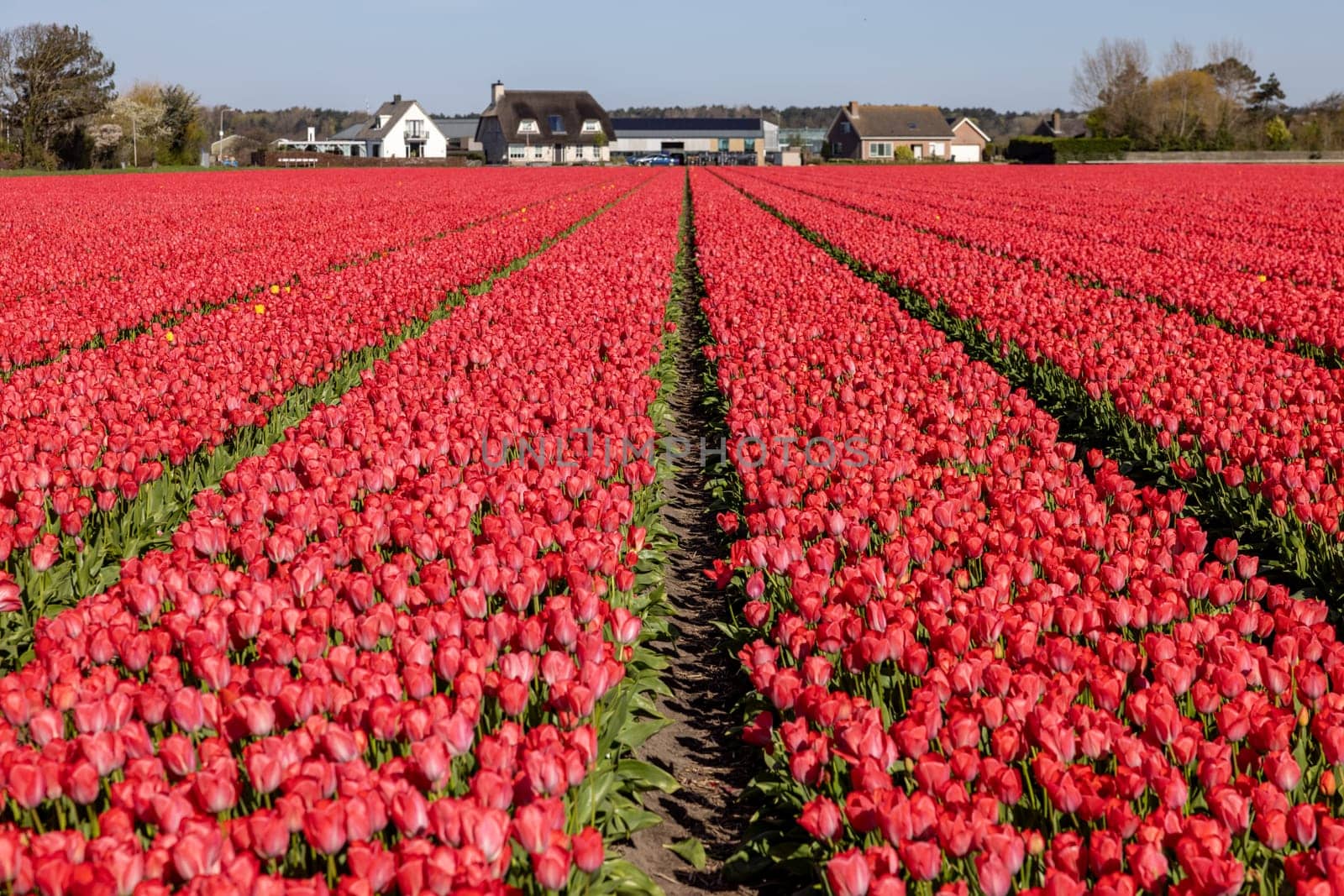 Fields of blooming tulips near Lisse in the Netherlands