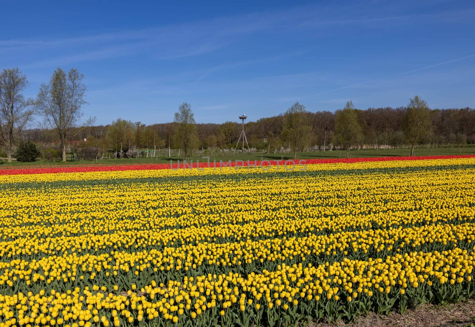 Fields of blooming tulips near Lisse in the Netherlands