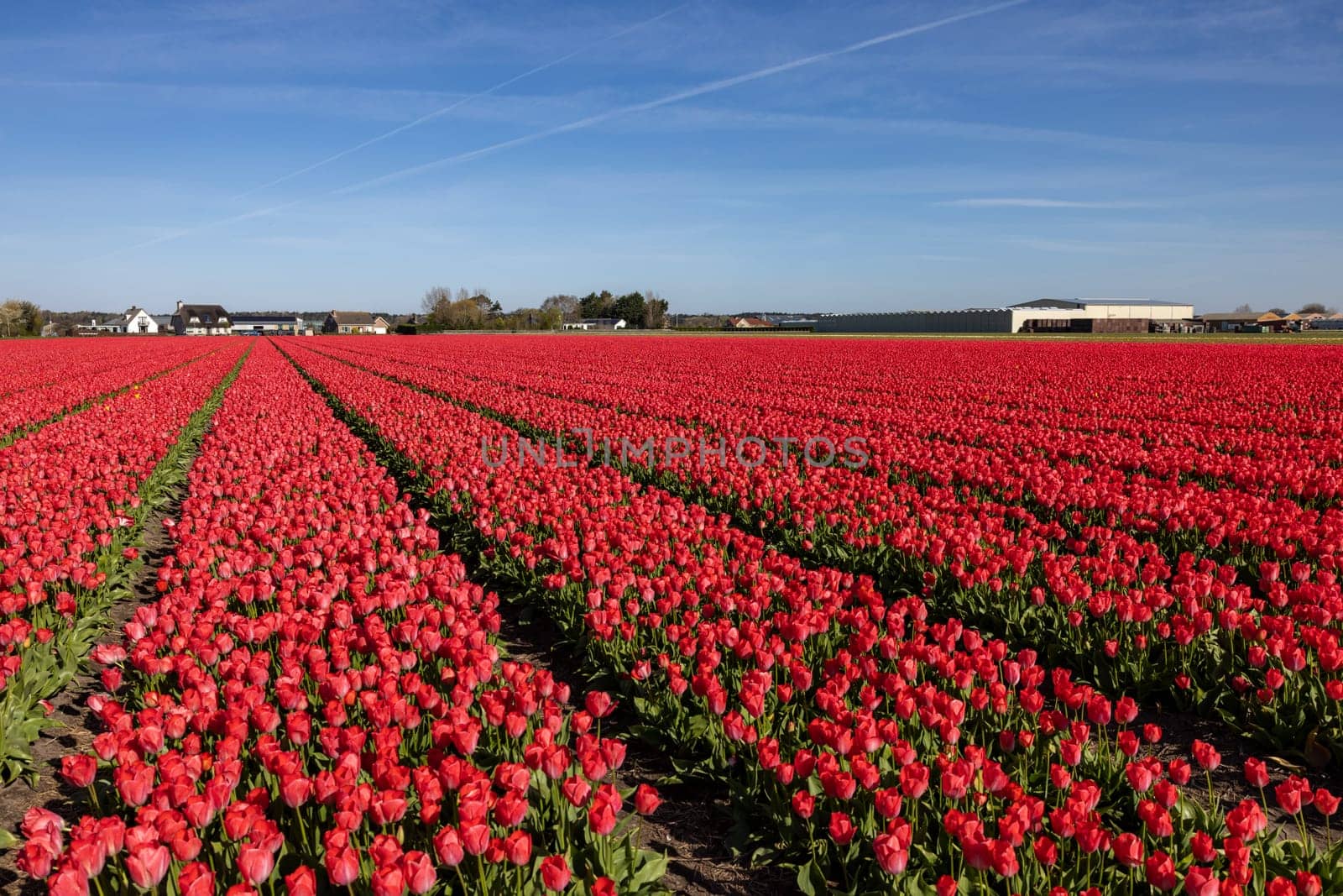 Fields of blooming tulips near Lisse in the Netherlands