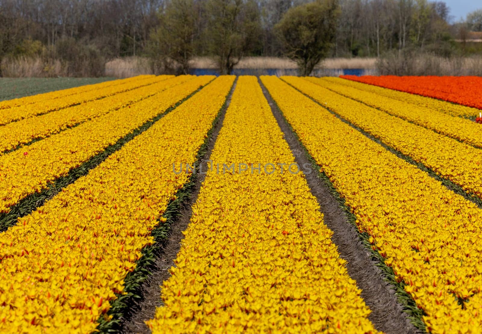 Fields of blooming tulips near Lisse in the Netherlands