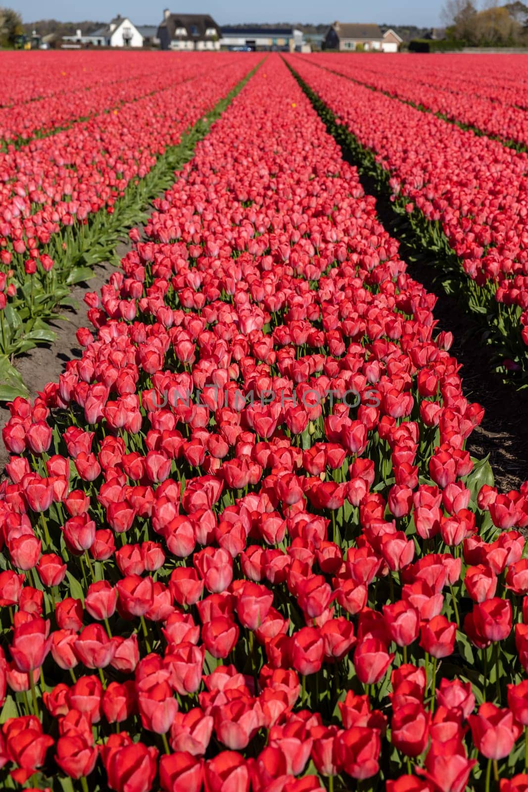 Fields of blooming tulips near Lisse in the Netherlands