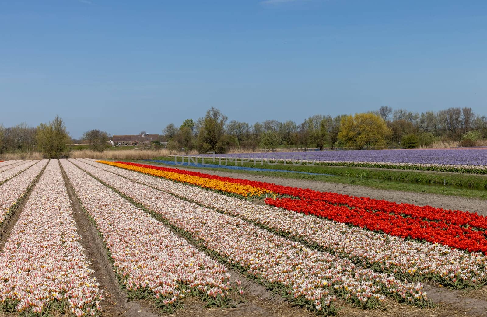 Fields of blooming tulips near Lisse in the Netherlands