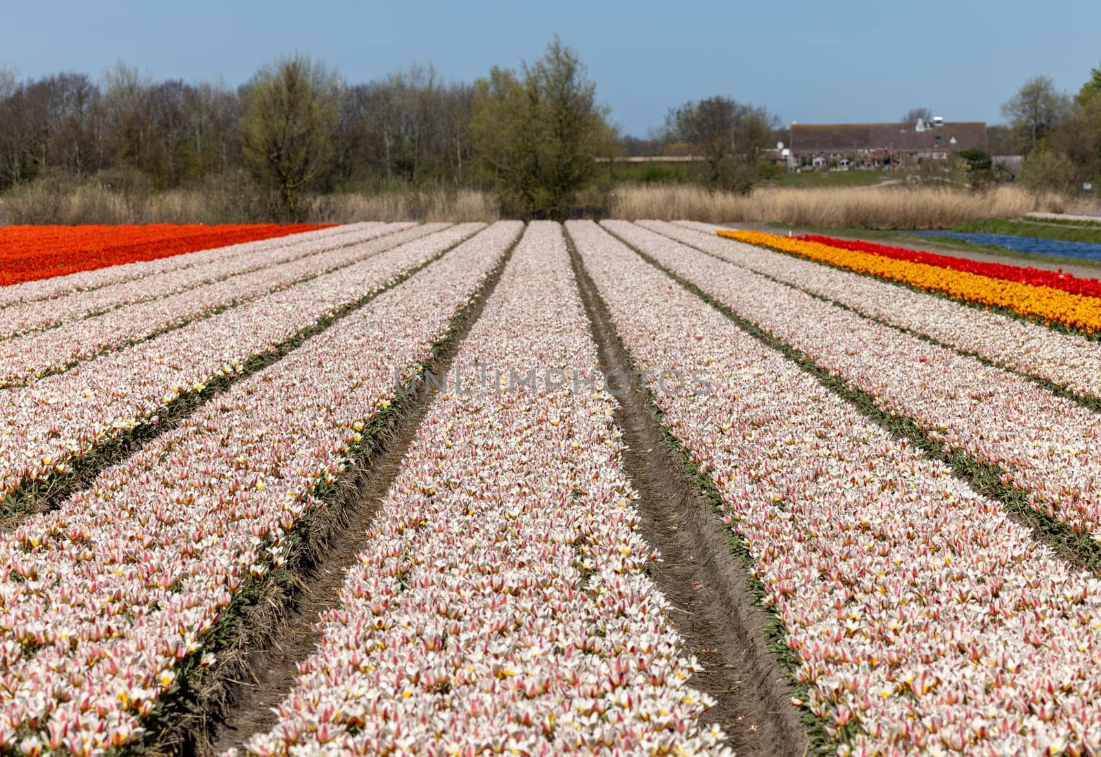 Fields of blooming tulips near Lisse in the Netherlands
