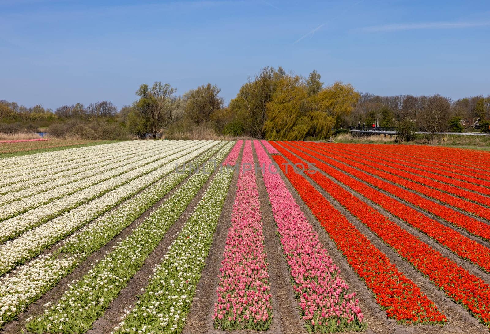 Fields of blooming tulips near Lisse in the Netherlands