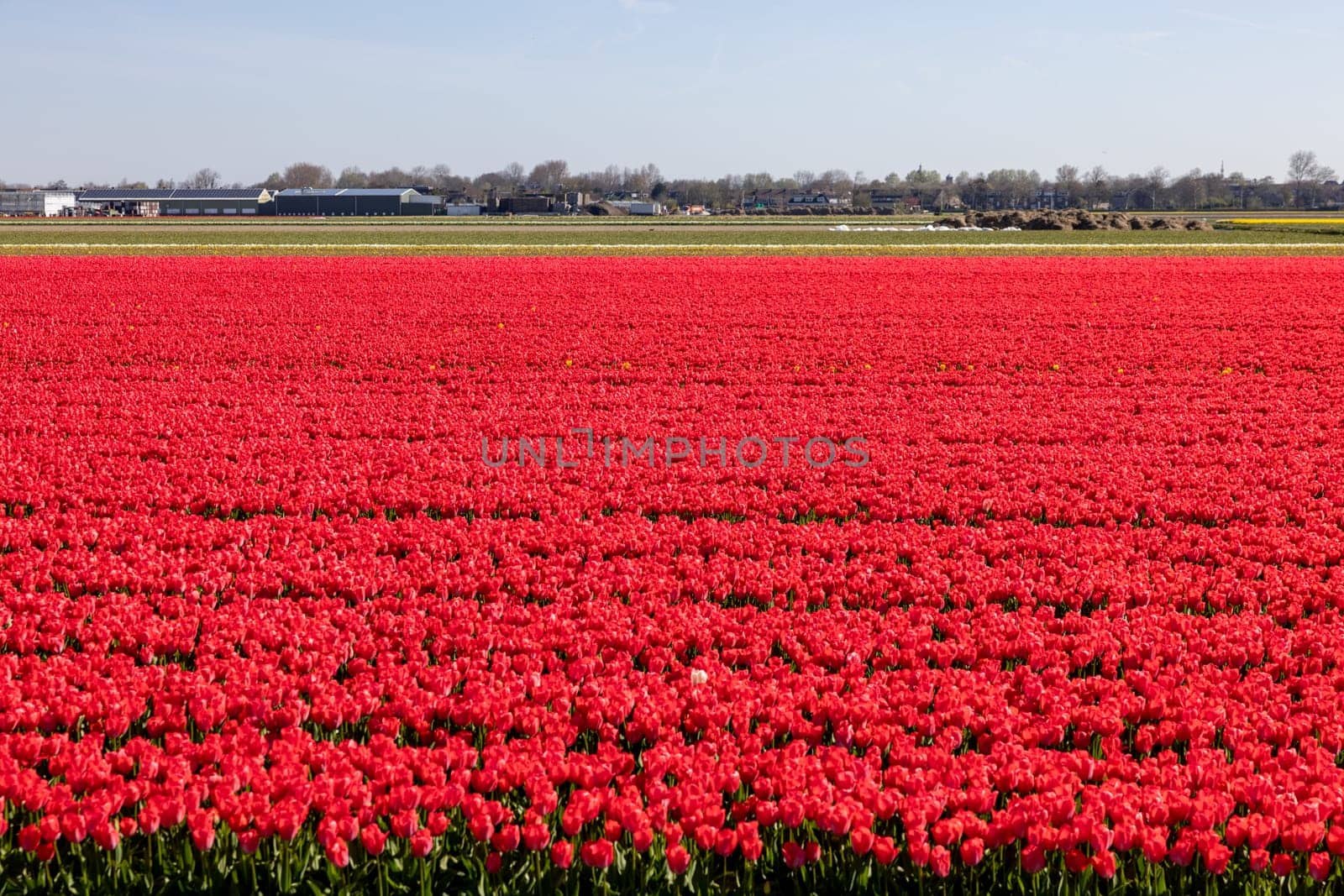 Fields of blooming tulips near Lisse in the Netherlands