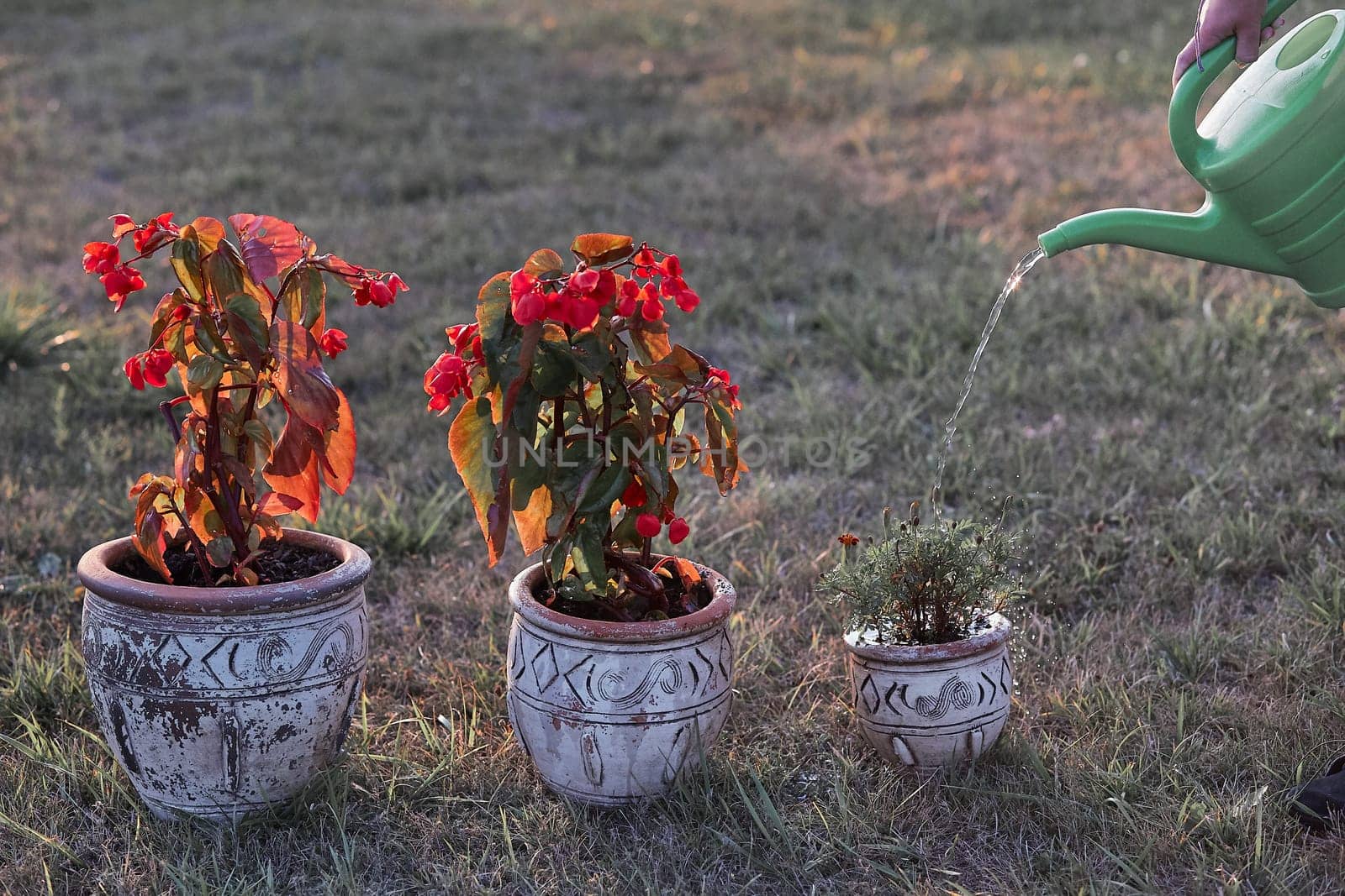 Watering the flowers growing in flower pot, pouring water from green watering can, working in backyard at sunset. Candid people, real moments, authentic situations