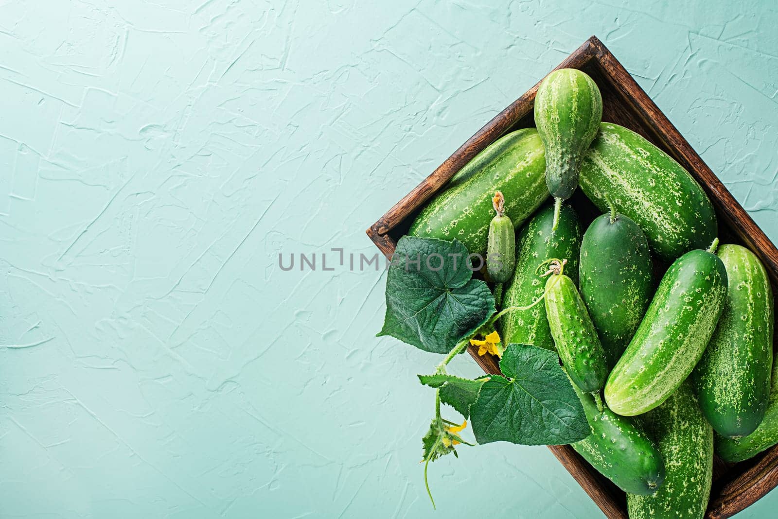 Freshly picked cucumbers from the garden. Cucumbers harvest in summer. Summer vegetables.