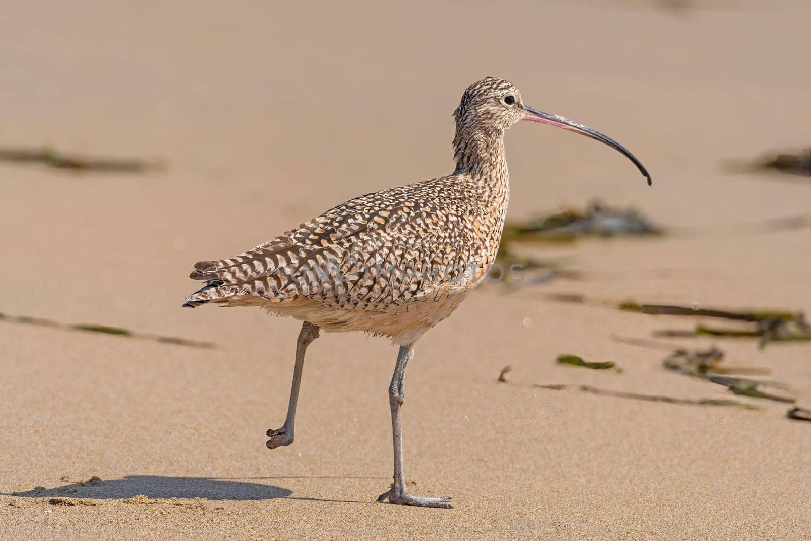 Long Billed Curlew on the Run in Point Reyes National Seashore in California