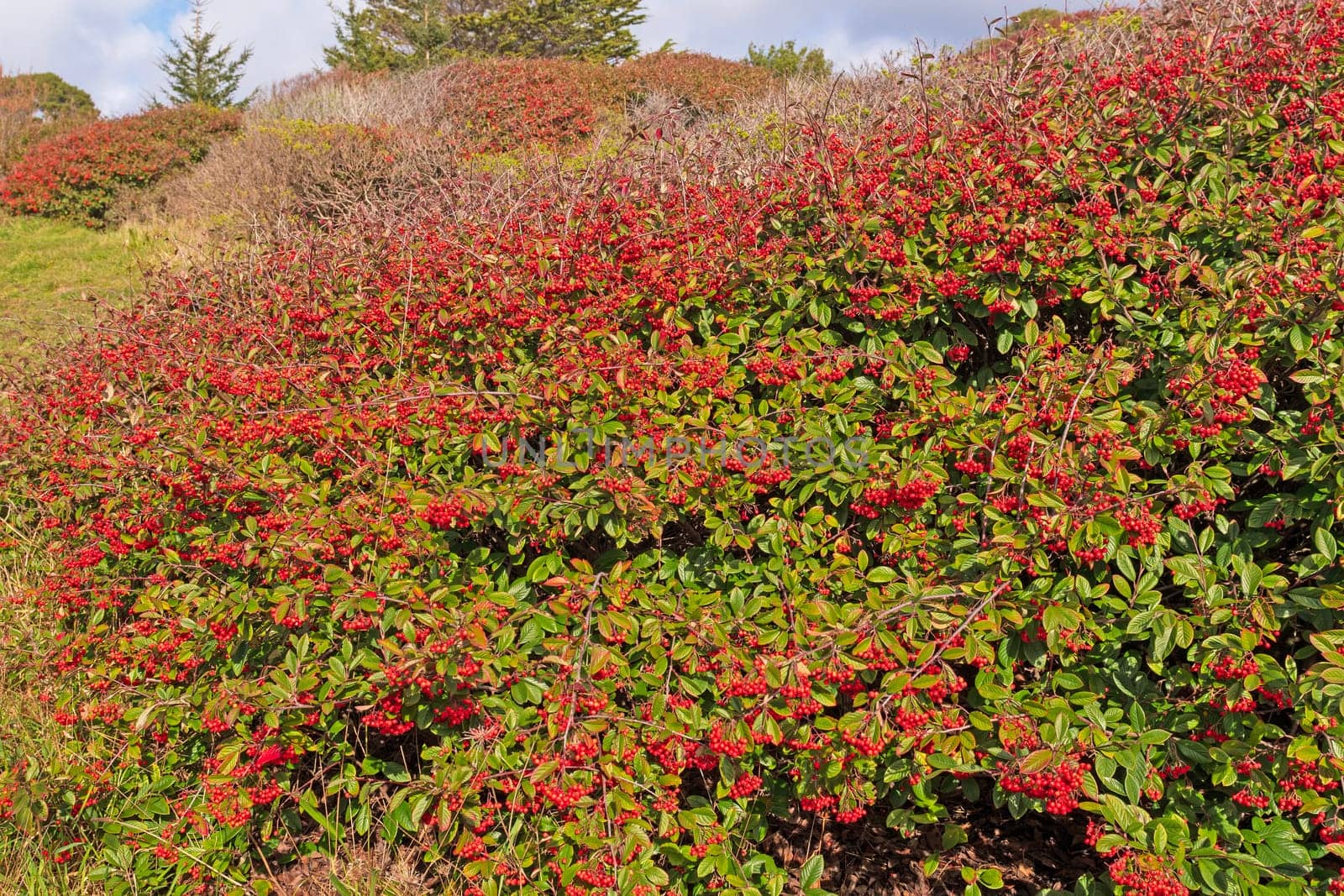 Outburst of Red Berries on the California Coast in Trinidad State Beach.