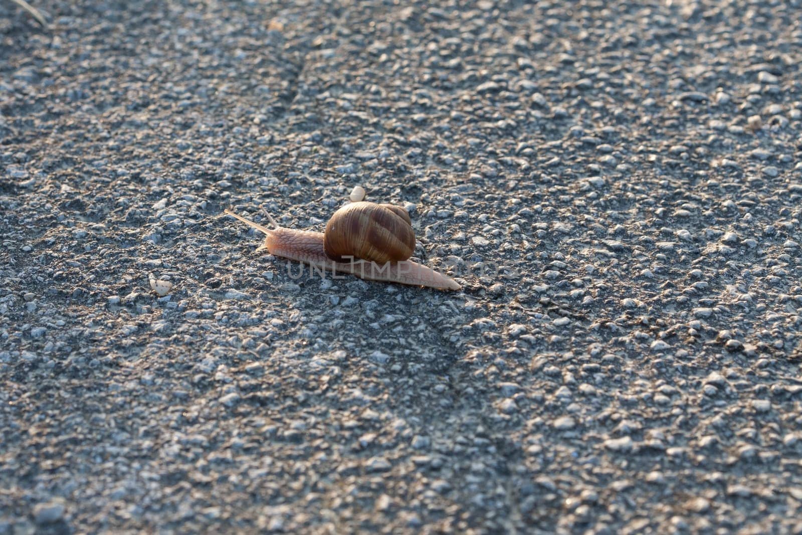 A closeup shot of a snail crawling on tarmak.