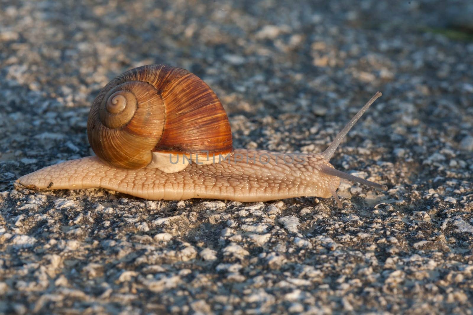 A closeup shot of a snail crawling on tarmak.