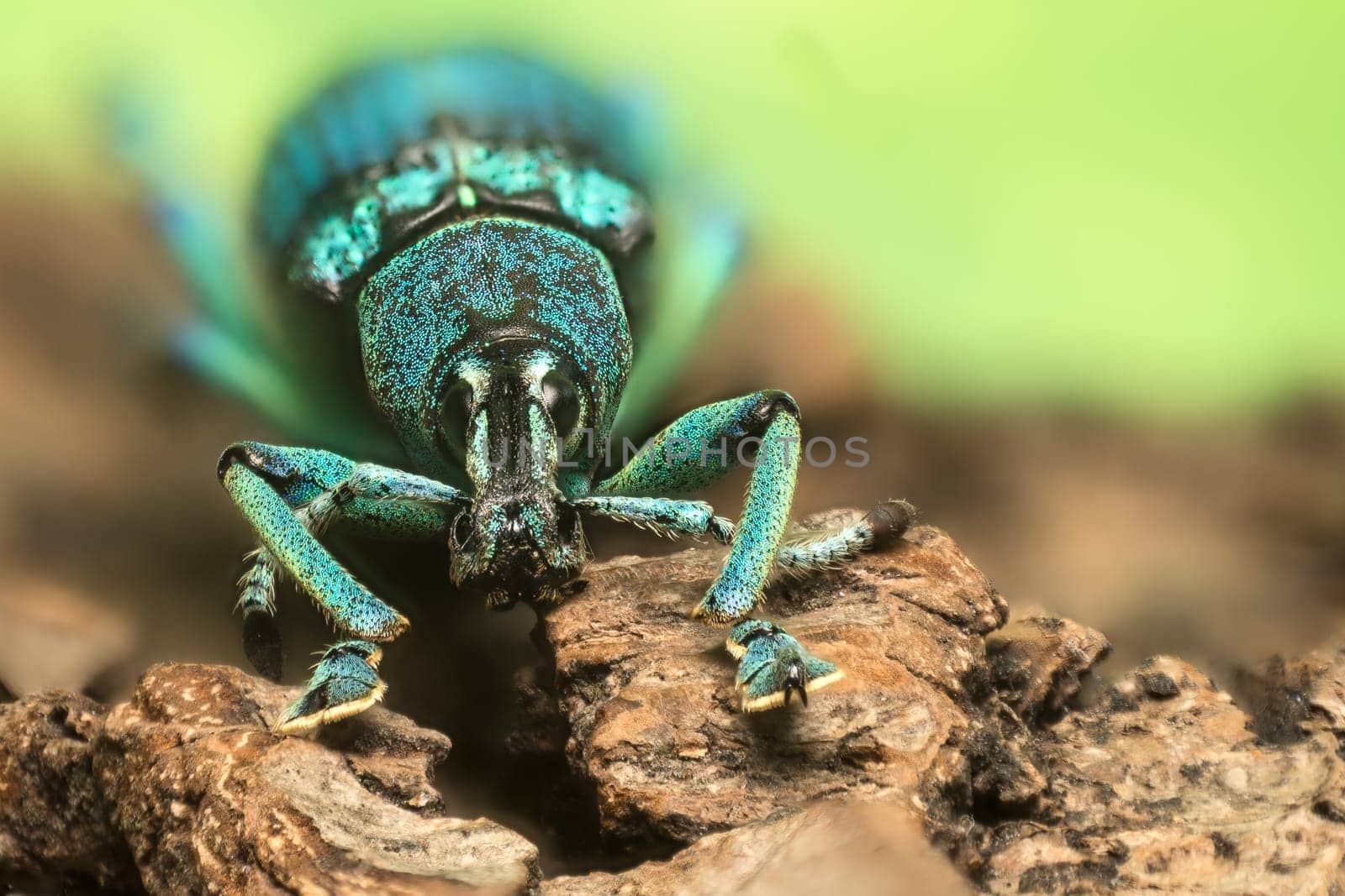 Trunk beetle (Eupholus schoenherri petiti) from Indonesia