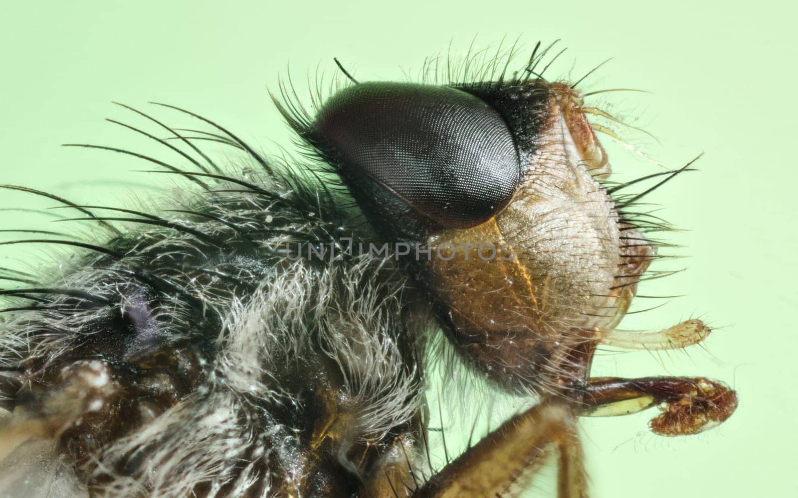 Macro and portrait of the insect Stubenfliege (Fannia canicularis)