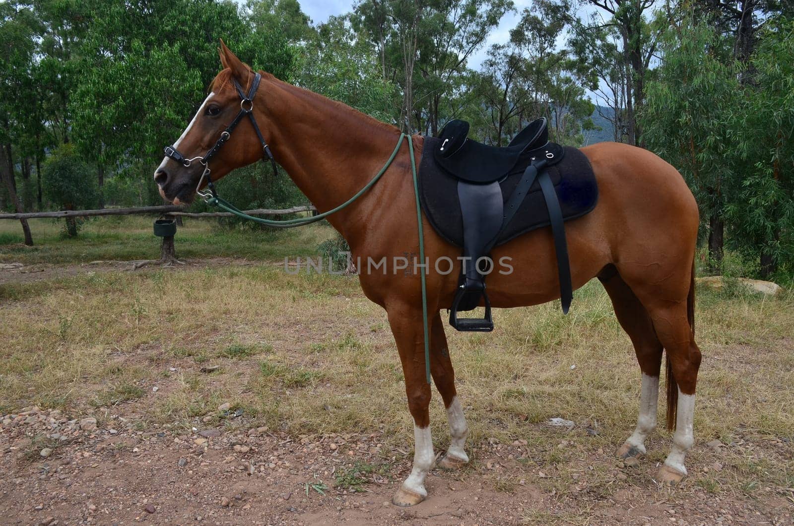 etreme saddled