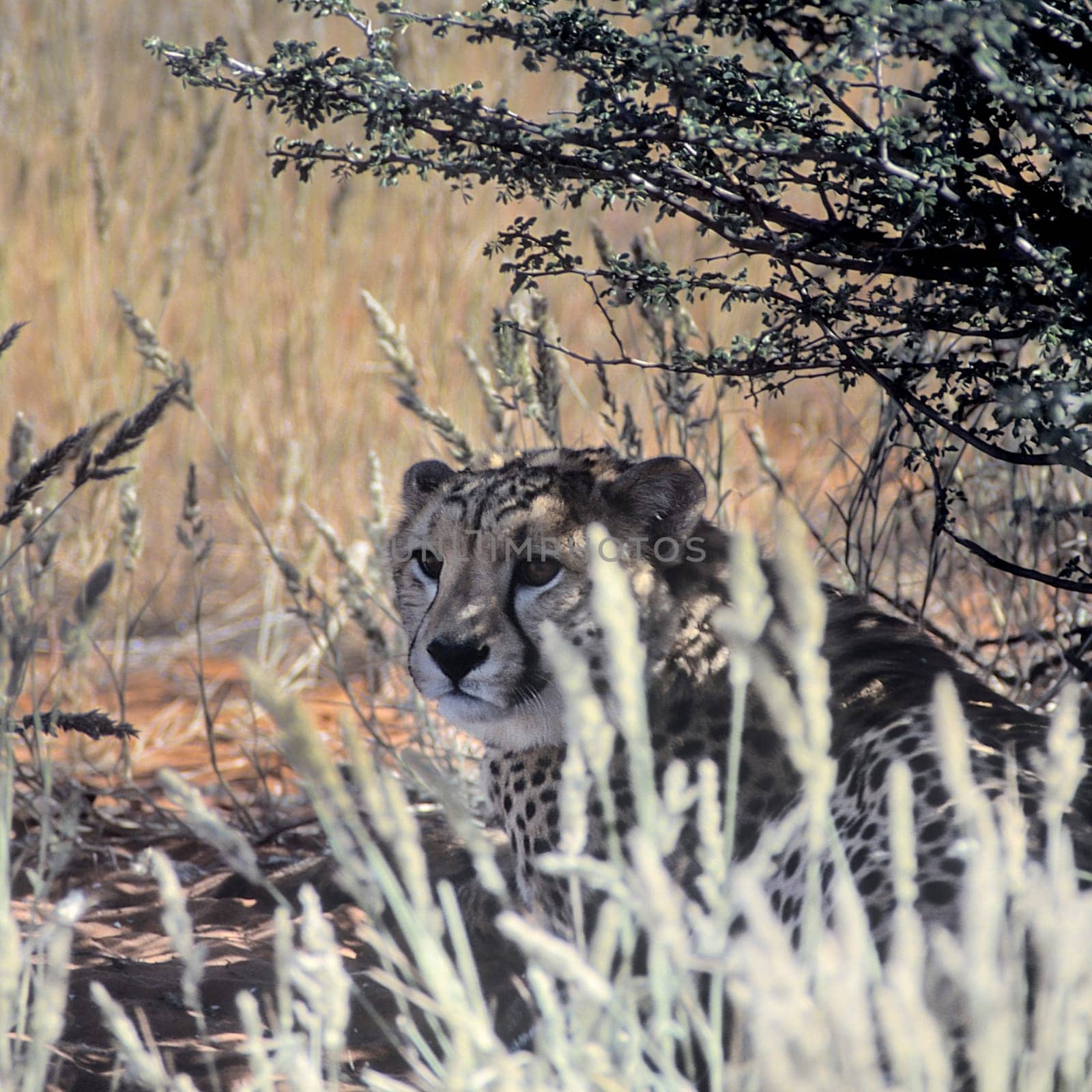 Cheetah (Acinonyx jubatus), Africa, Namibia, Hardap, Kalahari