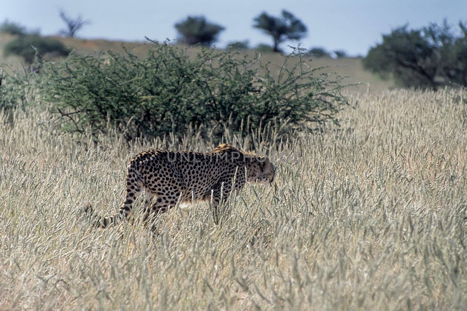 Cheetah (Acinonyx jubatus), Africa, Namibia, Hardap, Kalahari
