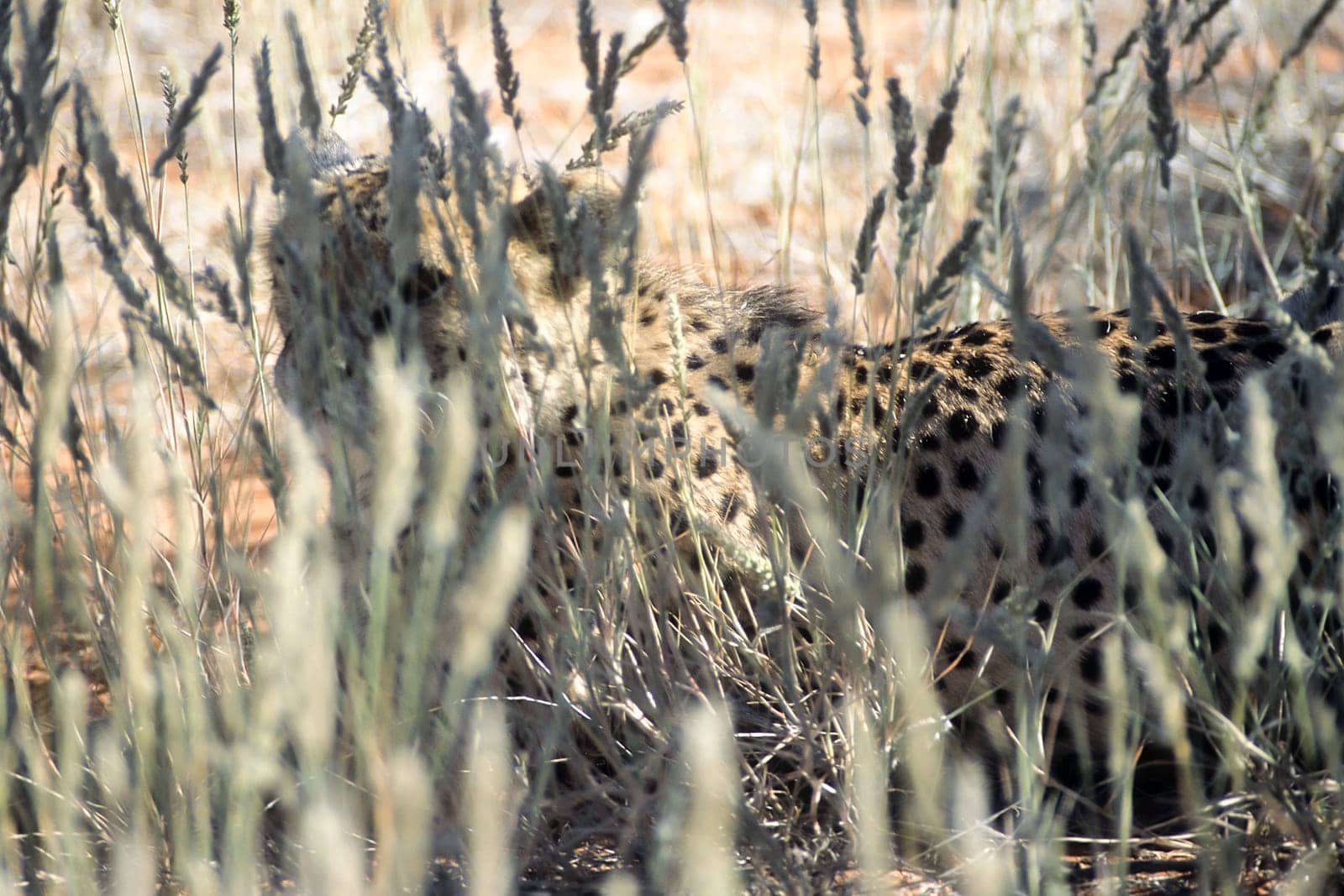 Cheetah (Acinonyx jubatus), Africa, Namibia, Hardap, Kalahari