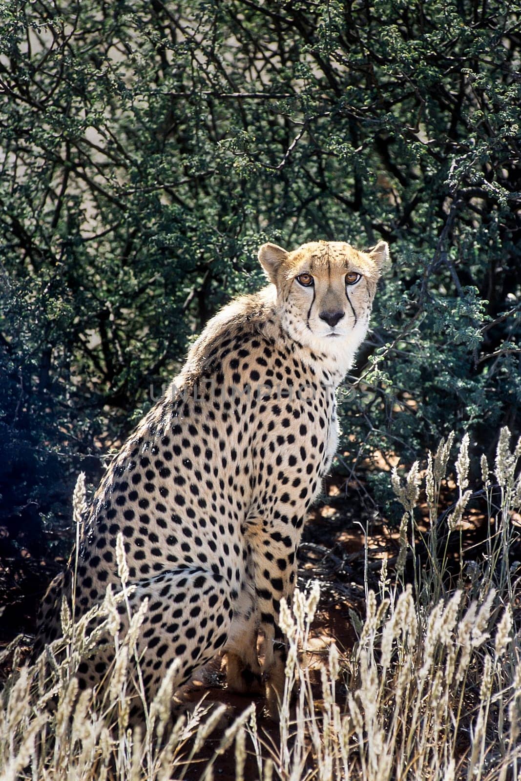 Cheetah (Acinonyx jubatus), Africa, Namibia, Hardap, Kalahari