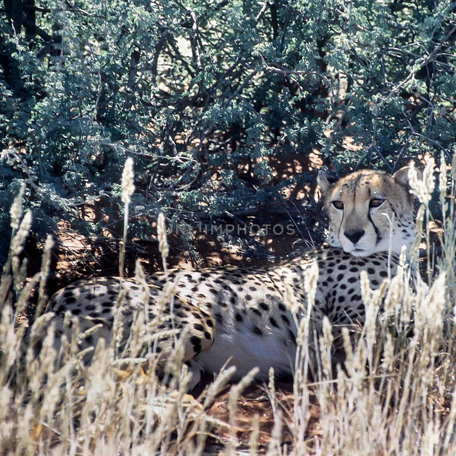 Cheetah (Acinonyx jubatus), Africa, Namibia, Hardap, Kalahari